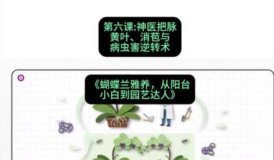 第六节：神医把脉：黄叶、消苞与病虫害逆转术，课程：《蝴蝶兰雅养六讲：从阳台小白到园艺达人》#识农AI