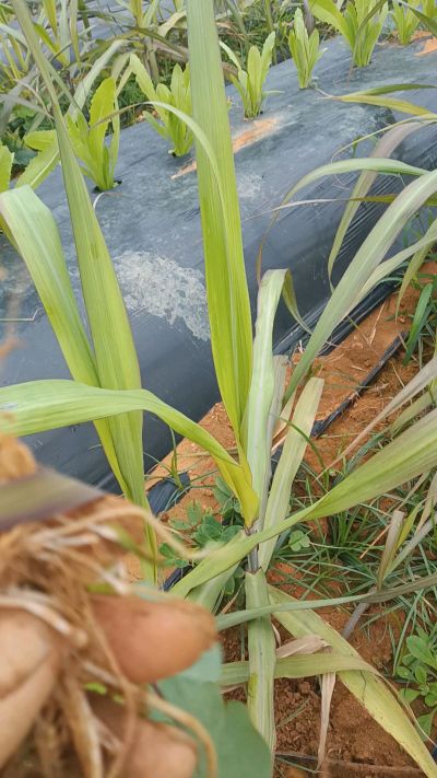 黑甘蔗种植下去，三个月。第一次追肥，