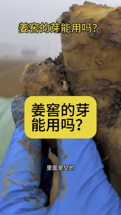 姜窖的芽能用吗？