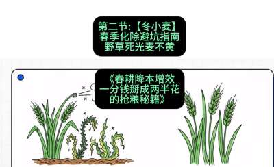 第二节：【冬小麦】春季化除避坑指南，野草死光麦不黄