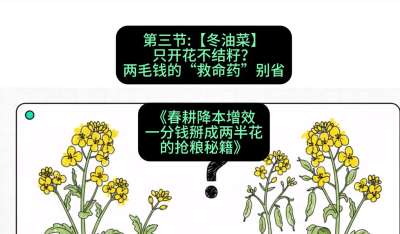 第三节：【冬油菜】只开花不结籽？两毛钱的&ldquo;救命药&rdquo;别省