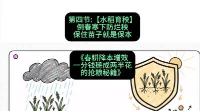 第四节：【水稻育秧】倒春寒下防烂秧，保住苗子就是保本