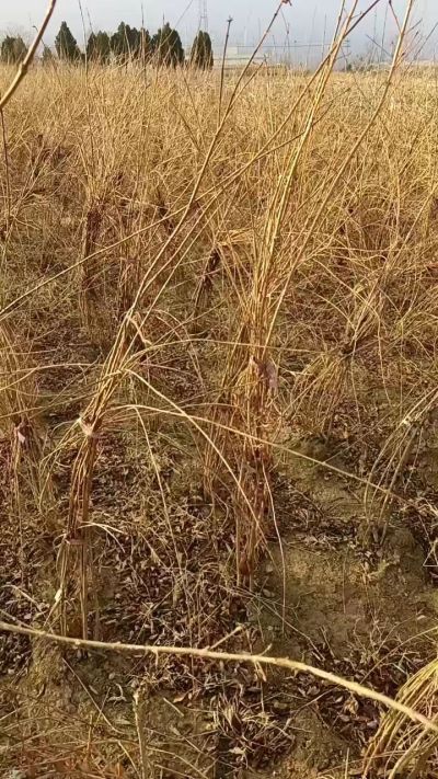 出售药用连翘苗，科研五号优质种苗，2/5年苗，药用连翘树，挂果树，全国包邮到家！财富密码18534302961出售药用连翘苗，科研五号优质种苗，2/5年苗，药用连翘树，挂果树，全国包邮到家！财富密码1