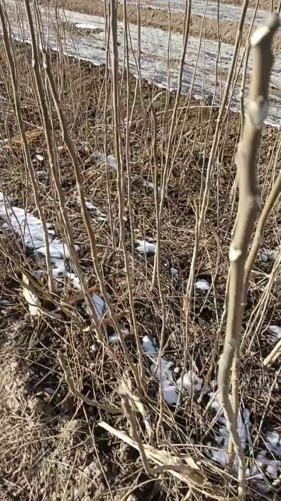 出售臭椿苗，巨峰葡萄苗。药用连翘苗，科研五号优质种苗，2/5年苗，药用连翘树，挂果树，全国包邮到家！财富密码18534302961