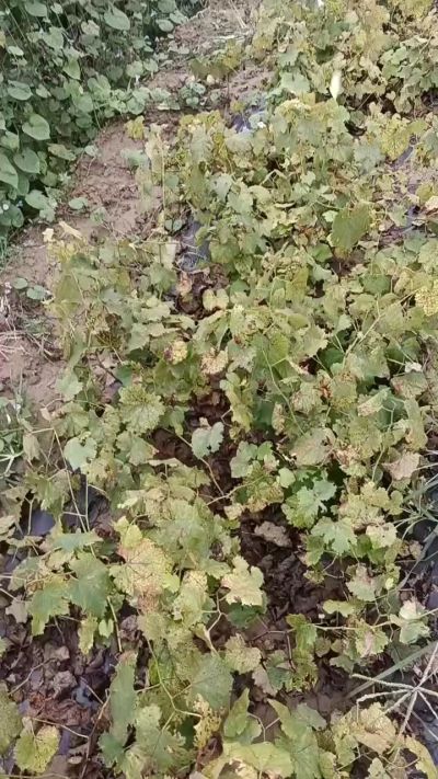 出售巨峰葡萄苗。药用连翘苗，科研五号优质种苗，2/5年苗，药用连翘树，挂果树，全国包邮到家！财富密码18534302961