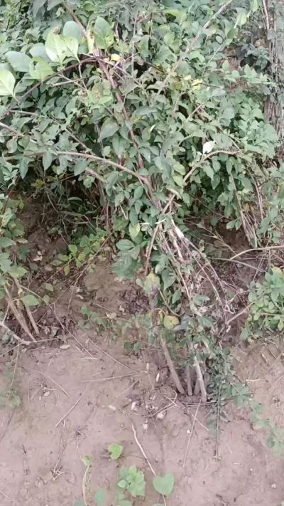 出售药用连翘苗，科研五号优质种苗，2/5年苗，药用连翘树，挂果树，全国包邮到家！财富密码18534302961