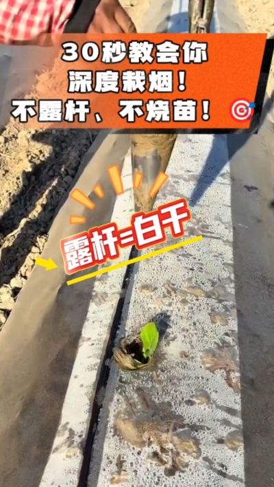 这个栽法太关键了！深栽是烤烟成活的根本，亲测有效！