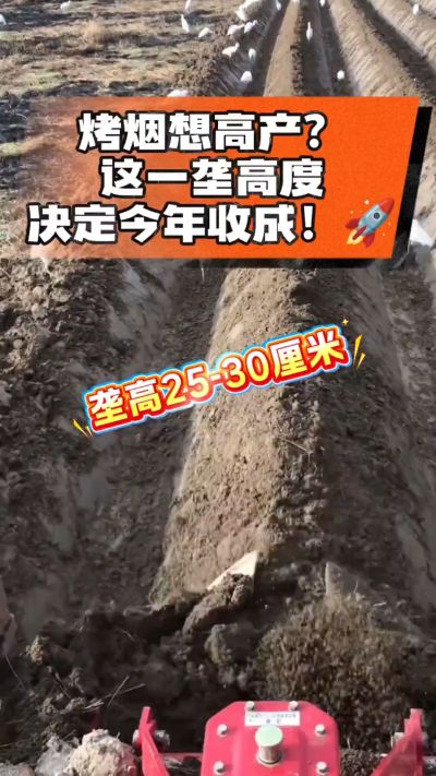 想让烤烟高产，就得从细节抓起。分享一点实打实的干货，只为帮大家少走弯路，种出好烟叶！🌱👍