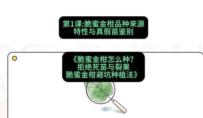 第1节：脆蜜金柑品种来源、特性与真假苗鉴别，课程：《脆蜜金柑怎么种？拒绝死苗与裂果，脆蜜金柑8步避坑种植法》#识农AI