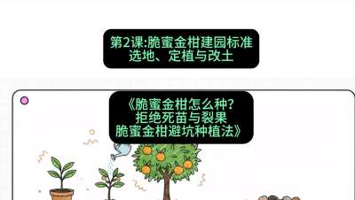 第2节：脆蜜金柑建园标准：选地、定植与改土，课程：《脆蜜金柑怎么种？拒绝死苗与裂果，脆蜜金柑8步避坑种植法》#识农AI