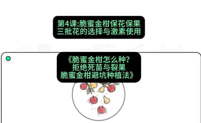 第4节：脆蜜金柑保花保果：三批花的选择与激素使用，课程：《脆蜜金柑怎么种？拒绝死苗与裂果，脆蜜金柑8步避坑种植法》#识农AI