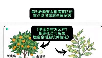 第5节：脆蜜金柑病害防治：重点防溃疡病与黄龙病，课程：《脆蜜金柑怎么种？拒绝死苗与裂果，脆蜜金柑8步避坑种植法》#识农AI