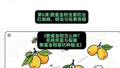 第6节：脆蜜金柑虫害防治：红蜘蛛、蚜虫与吸果夜蛾，课程：《脆蜜金柑怎么种？拒绝死苗与裂果，脆蜜金柑8步避坑种植法》#识农AI