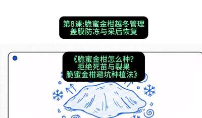 第8节：脆蜜金柑越冬管理：盖膜防冻与采后恢复，课程：《脆蜜金柑怎么种？拒绝死苗与裂果，脆蜜金柑8步避坑种植法》#识农AI