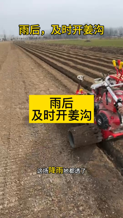 雨后，及时开姜沟！