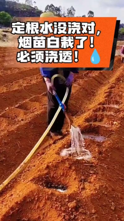 烤烟移栽定根水这么浇，烟苗稳活不僵苗！水里加点它，缓苗快、长势壮，种烟新手必看！