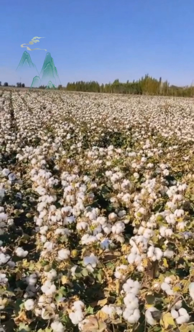 澳棉王霸棉，一定要种哦