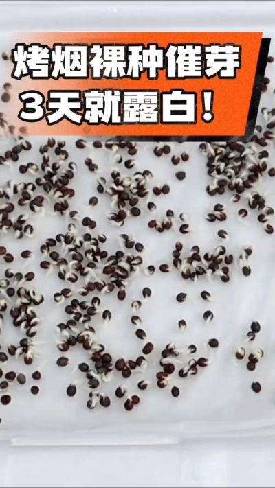 烤烟裸种催芽小技巧，清水浸泡、保温保湿，3天就能露白，出苗快又齐！烟农朋友收藏备用～