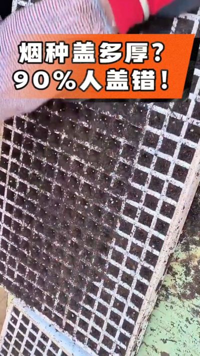 烟种盖多厚？90%烟农都盖错！薄盖才出苗齐、不闷种，烤烟育苗关键一步，照着做就对了