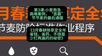 第3节：小麦救急高难案例，&ldquo;恶霸&rdquo;节节麦的最后通牒，课程：《3月春耕除草定全年：省钱、省药、不烧苗、少打两遍药的秘密》