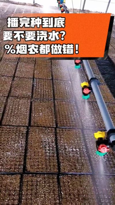 烤烟播完种一定要浇透底水，喷雾慢浇、别大水冲，盘底漏水才算到位，出苗又齐又壮！#烤烟育苗 #烤烟种植 #烟农干货 #育苗技术