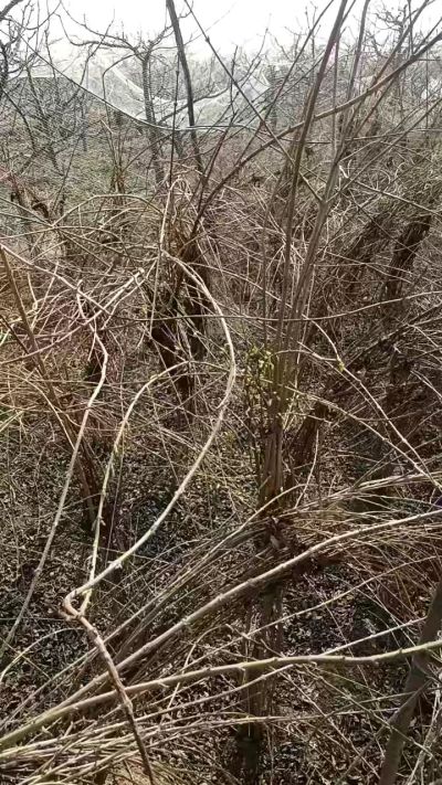 出售药用连翘苗，科研五号优质种苗，2/5年苗，药用连翘树，挂果树，全国包邮到家！财富密码18534302961