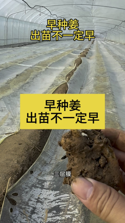 早种姜，出苗不一定早！