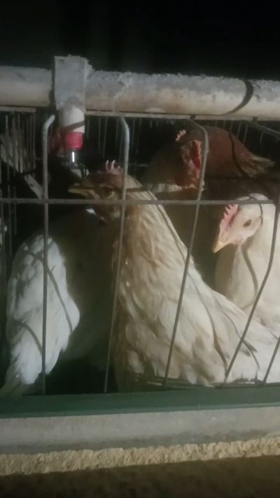 这鸡群在怪叫，怪叫的原因是痰化黏着，形成的比呼噜更重的一种呼吸道。其病因为肺中有热，热灼而痰黏，从而引起的怪叫。