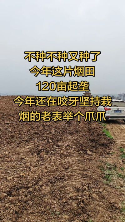 不种不种又种啦，还在咬牙坚持栽烟的老表集合啦！