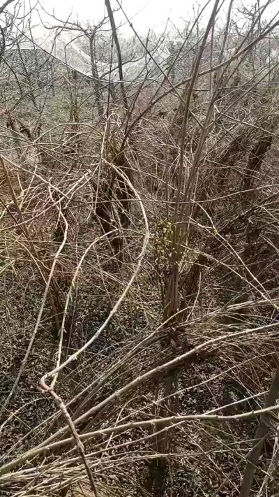 药用连翘苗，科研种苗定制树。挂果树。需要联系18534302961