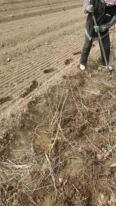 臭椿苗，一年籽播苗，地径0.5/1公分以上。需要联系18534302961