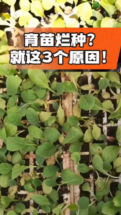 烤烟育苗烂种？3个原因讲清楚！消毒、控水、控温，做到就苗齐苗壮🔥
#烤烟育苗 #烤烟种植 #烂种防治 #烟农