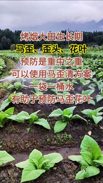 烤烟大田生长期，马歪歪头花叶预防是重中之重，可以使用马歪清方案，一袋一桶水，有助于预防马歪花叶。
烤烟管理早做一步，后期少操心！#烤烟种植#烤烟管理#烤烟大田管理#烤烟病害防治